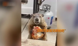 土拨鼠视频,揭秘神秘动物的生活习性