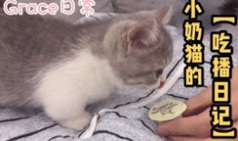 小奶猫视频,小奶猫视频里的温馨日常